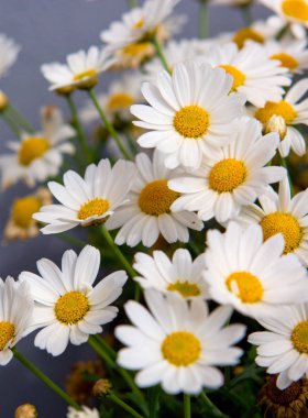 Beyaz papatya çiçekleri parlak güneş ışığında.