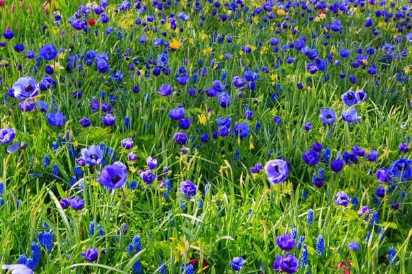喜马拉雅山罂粟花朵背景. — 图库照片