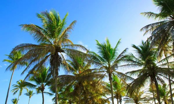 Palmeras y cielo azul . — Foto de Stock