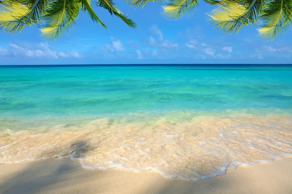 Mar do Caribe e folhas de palma . — Fotografia de Stock