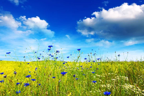 Paisaje de verano con prado de flores y nubes . — Foto de Stock