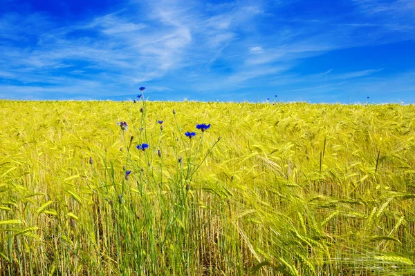 Paisaje de verano con prado de flores y cielo azul . — Foto de Stock