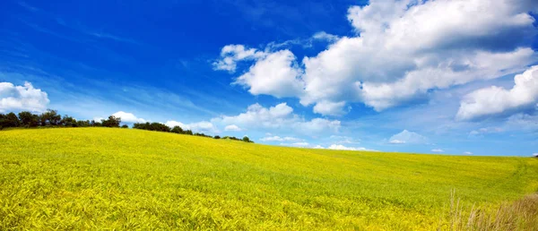 Field of grass and  blue sky: — Stock Photo, Image
