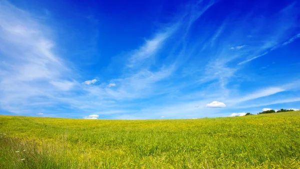 Gräsfält och blå himmel: — Stockfoto