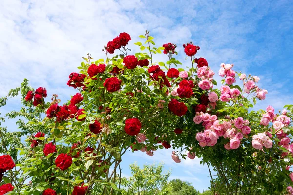 Κόκκινα και ροζ τριαντάφυλλα αναρρίχησης. — Φωτογραφία Αρχείου