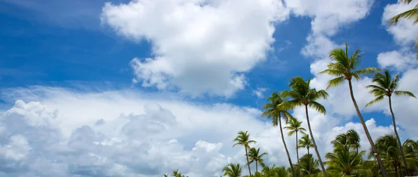 Palmiers et ciel bleu . — Photo