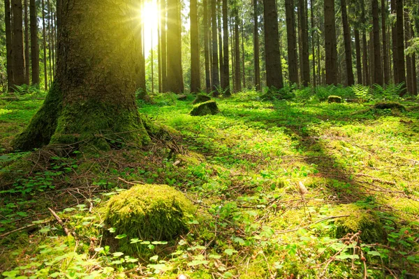 Luce del sole nella foresta verde . — Foto Stock