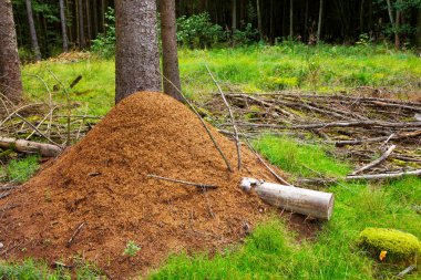 Ant hill Avrupa ormandaki.