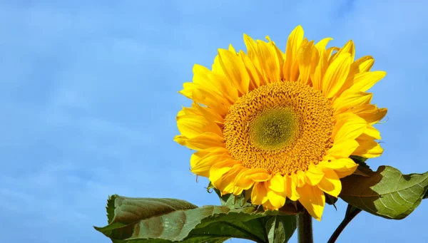 Zon bloem tegen een blauwe hemel. — Stockfoto