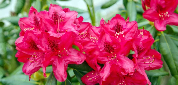Krásná červená rododendron. — Stock fotografie
