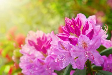 Güzel pembe Rhododendron.
