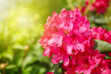 güzel kırmızı ormangülü.