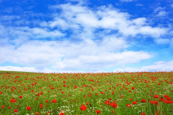 Fiori di papavero selvatico su sfondo cielo blu . — Foto Stock