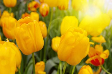 Sarı laleler ve güneş.