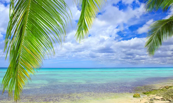 Hojas de palma y mar del Caribe  . — Foto de Stock