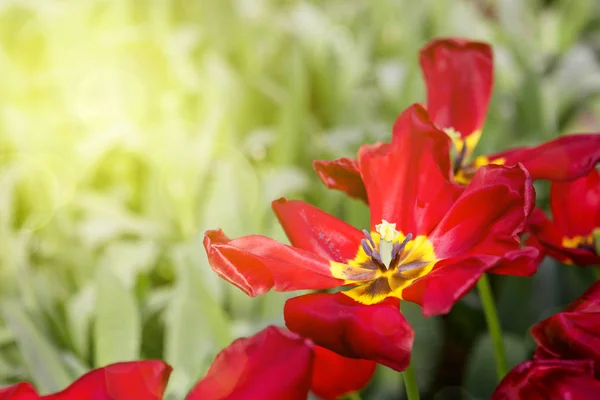 Tulipes rouges et soleil . — Photo