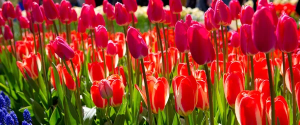 Fond tulipes rouges et roses . — Photo