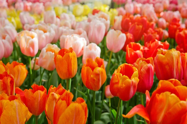 Turuncu ve Pembe Lale arka plan.