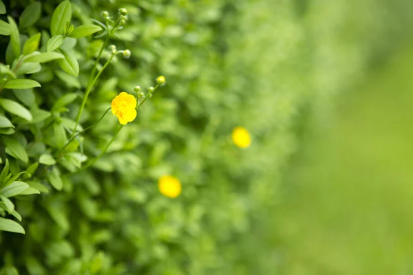 Gelbe Blume isoliert auf verschwommenem Hintergrund. — Stockfoto