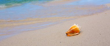 Karayip sahilinde deniz kabuğu.