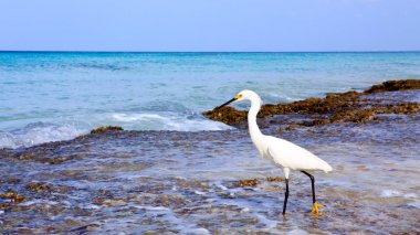 Heron Karayipler Beach.