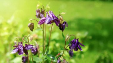 Columbine çiçek bumble bee ile.