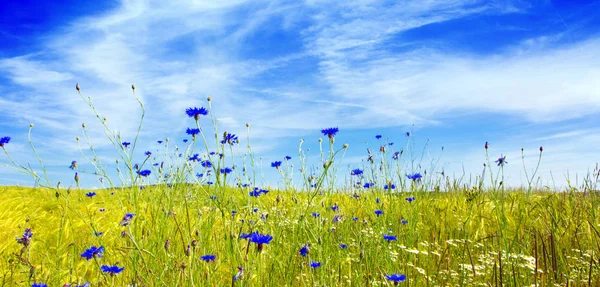 Paisaje de verano con prado de flores y nubes . — Foto de Stock