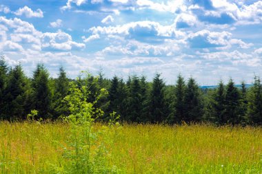 Yeşil çimenli yaz manzarası.