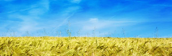 Pšeničné pole a slunečný den. — Stock fotografie
