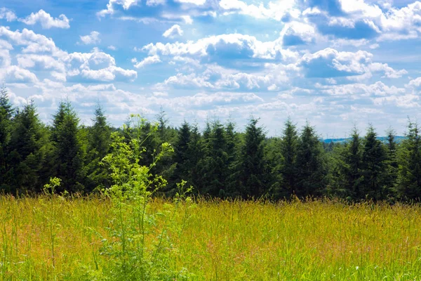 Yeşil çimenli yaz manzarası.