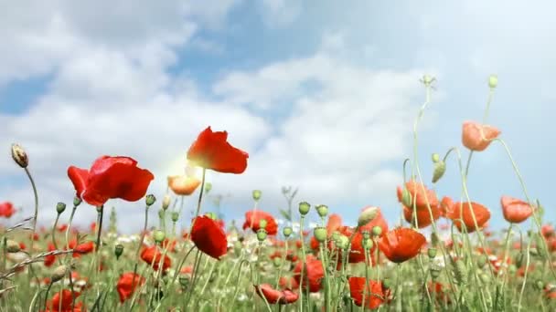 Poppies field in rays sun. — Stock Video