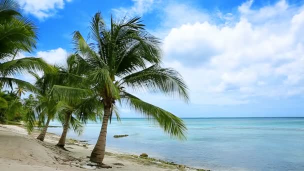 Caribbean sea and palms. — Stock Video