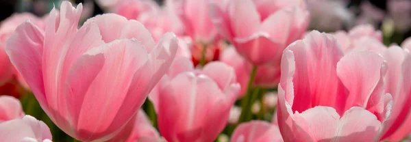 Розовые тюльпаны . — стоковое фото