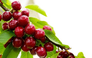 Kiraz ağacında sallanan kirazlar.