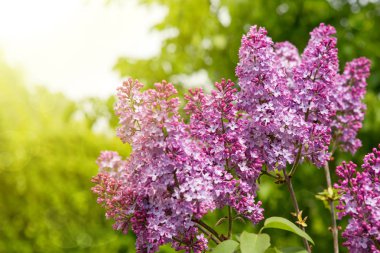 Lila çiçek yeşil izole.