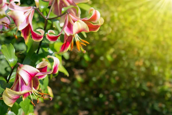 Bellissimo giglio rosso in giardino. — Foto Stock