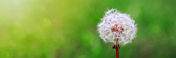 Een paardebloem op groene achtergrond. — Stockfoto