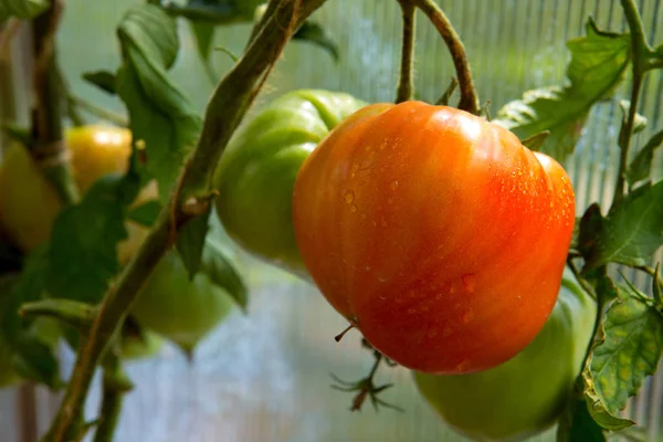 Growth ripe  spring timer tomatoes in greenhouse. — Stock Photo, Image