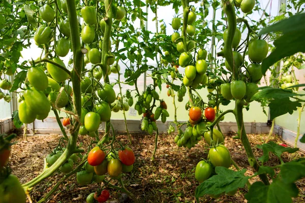 Crescimento tomates maduros em estufa. — Fotografia de Stock