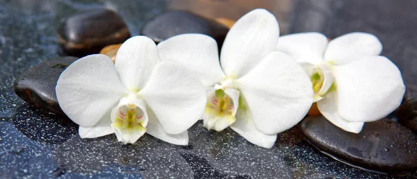 Três flores e pedras de orquídea . — Fotografia de Stock