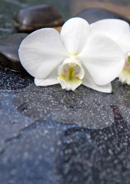 Orquídea branca única e pedras pretas fechar . — Fotografia de Stock