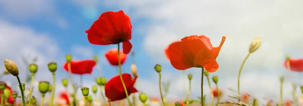 Poppies field in rays sun. — Stock Photo, Image