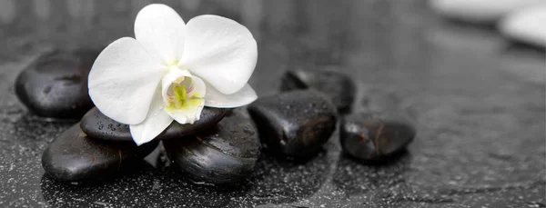 Enkele witte orchidee en zwarte stenen close-up. Stockfoto