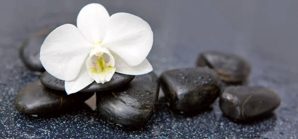 Pojedyncza biała orchidea i czarne kamienie zbliżyć. — Zdjęcie stockowe