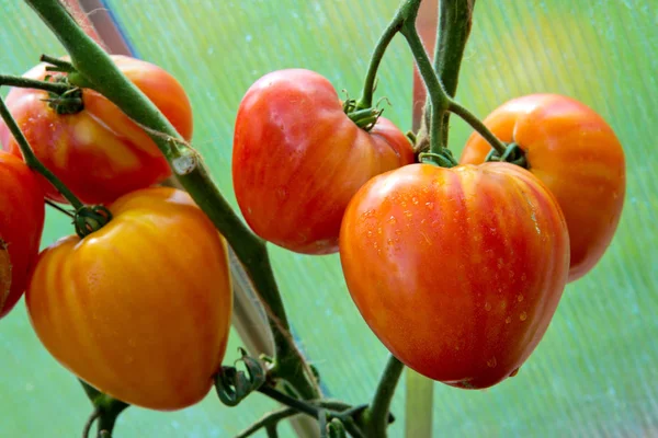 Tomat oranye Rusia yang matang  . — Stok Foto