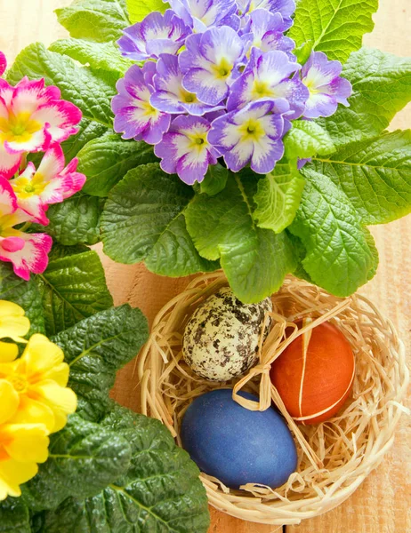 Cestino di Pasqua con le uova colorate e Primula. — Foto Stock