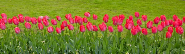 Fond tulipes roses . — Photo