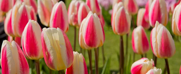 Rosa - weiße Tulpen Hintergrund. — Stockfoto