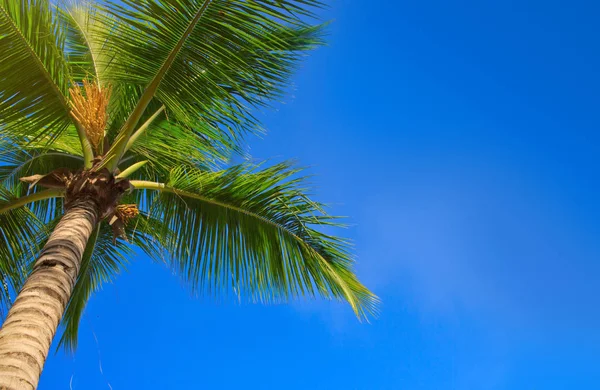 Groene palmbomen en de blauwe hemel. — Stockfoto