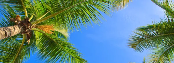 Palmeras verdes y cielo azul . — Foto de Stock